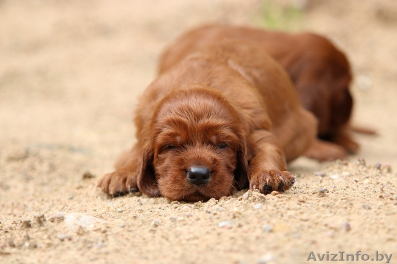 Продам щенков ирландского сеттера, мальчика или девочку - Изображение #1, Объявление #1629580