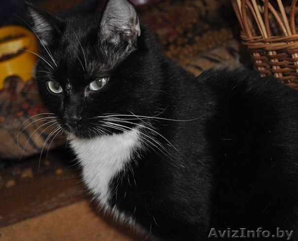 Хозяин, где ты? - Изображение #1, Объявление #1628840