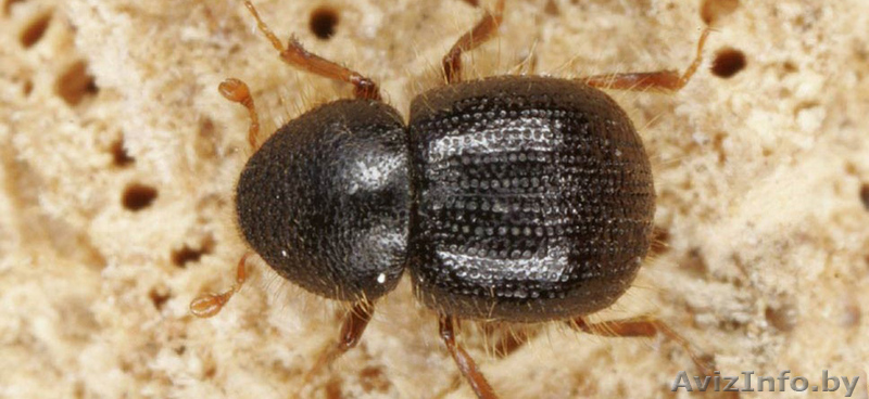 Уничтожение жука короеда холодным туманом. - Изображение #1, Объявление #1628597