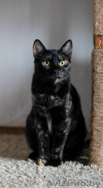 кошечка окраса специя в надежные руки - Изображение #1, Объявление #1632641