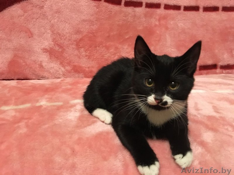 Замечательный черный котенок - Изображение #1, Объявление #1638080