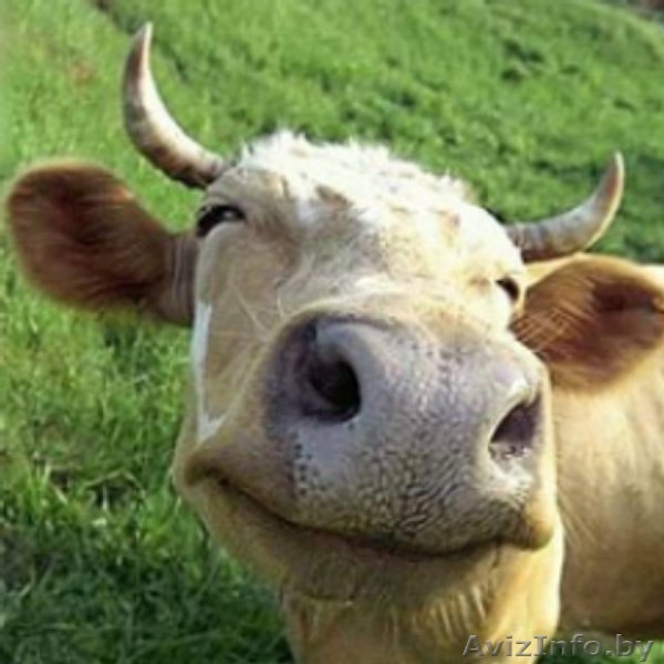 Продам священную корову, дорого - Изображение #1, Объявление #1638807