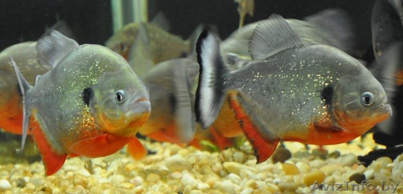 Пиранья Наттерера  - Изображение #1, Объявление #1612763