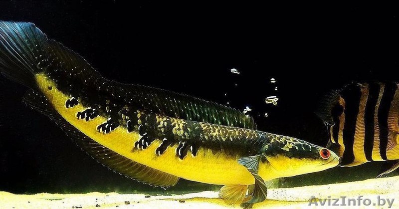 Императорский змееголов  - Изображение #1, Объявление #1612884