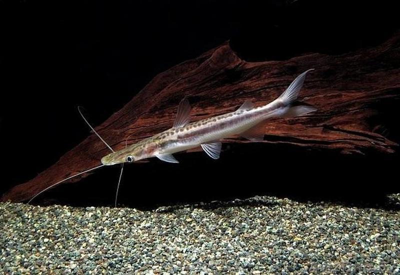 Сом веслоносый  - Изображение #1, Объявление #1612766