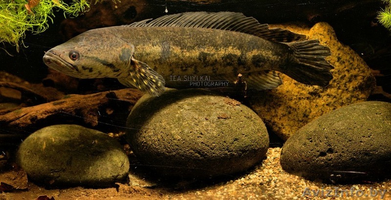 Змееголов Люциус - Изображение #1, Объявление #1612768