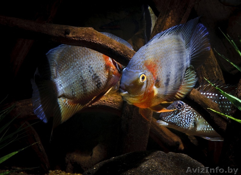 Красноплечий северум. - Изображение #1, Объявление #1641227