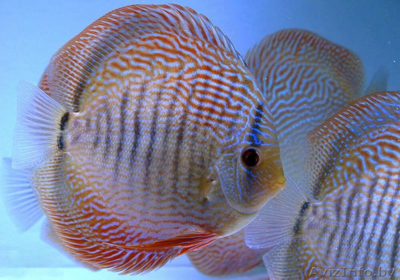 Дискус змеиная кожа - Изображение #1, Объявление #1612759