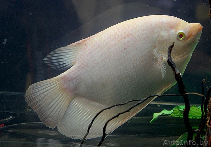 Гурами настоящий - Изображение #1, Объявление #1612762