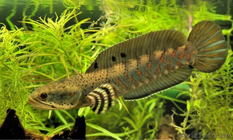 Змееголов Пульхера  - Изображение #1, Объявление #1612767