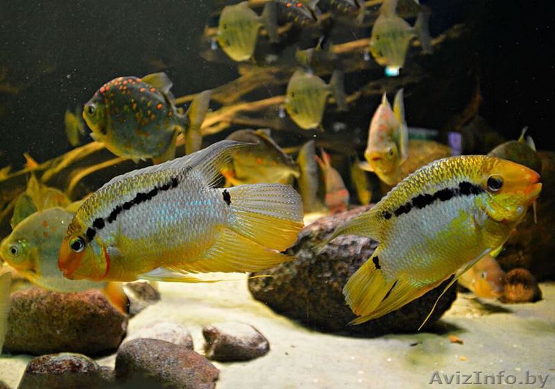 Мезонаута фестива  - Изображение #1, Объявление #1641225