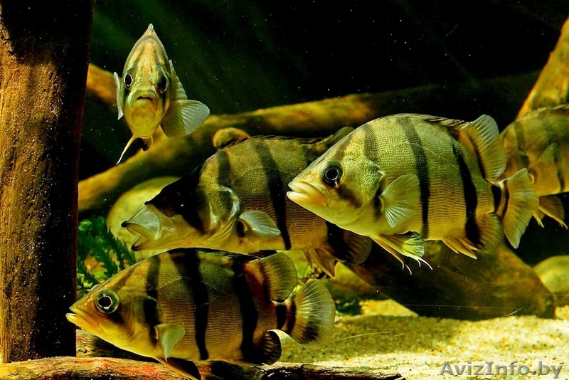 Окунь тигровый сиамский - Изображение #1, Объявление #1641226