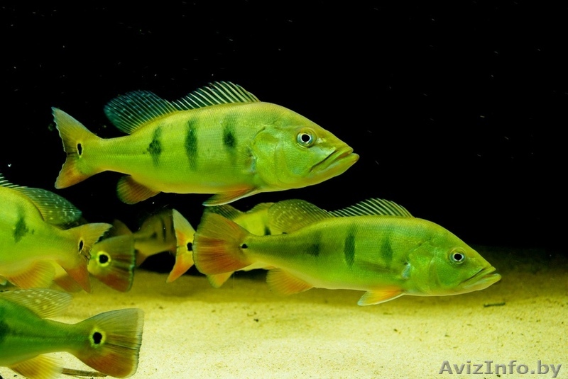 Цихла оцеллярис  - Изображение #1, Объявление #1641229