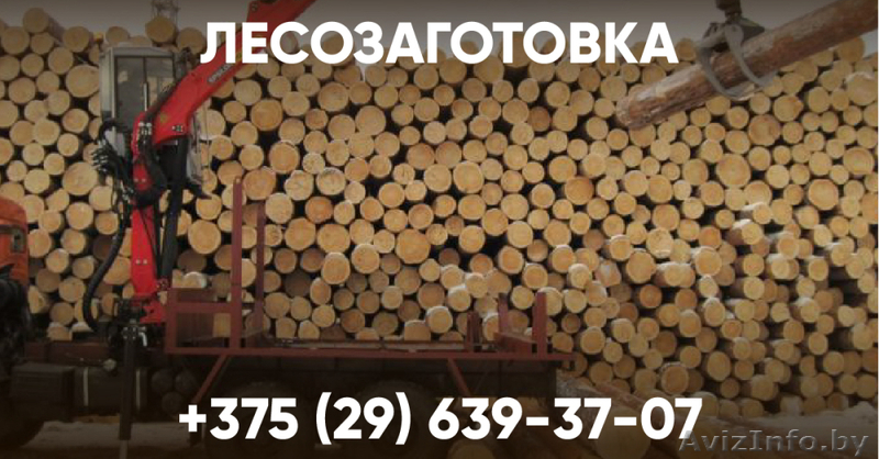Лесозаготовка. Беларусь - Изображение #1, Объявление #1641902