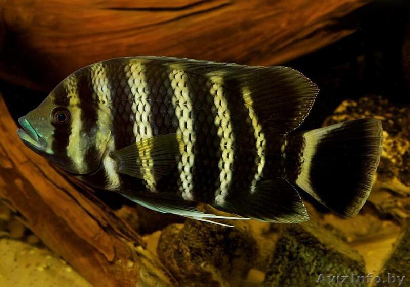 Тиляпия зеброва или Тиляпия дисковидная  - Изображение #1, Объявление #1612757