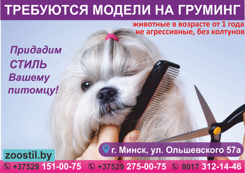 Требуются модели на груминг. Эконом-стрижка для собак. - Изображение #1, Объявление #1639385