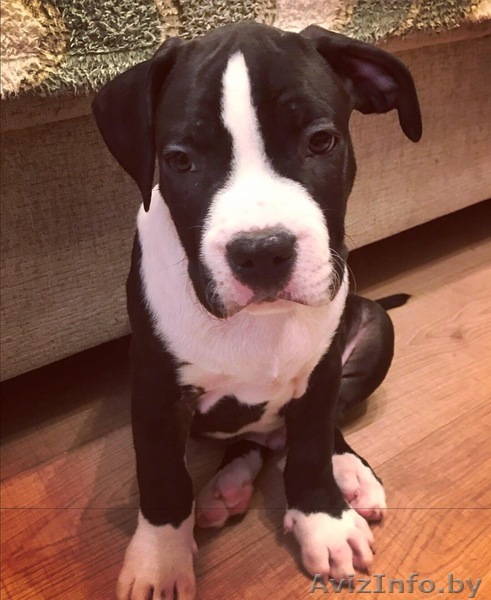 Щенки американского стаффоршидского терьера - Изображение #1, Объявление #1643886