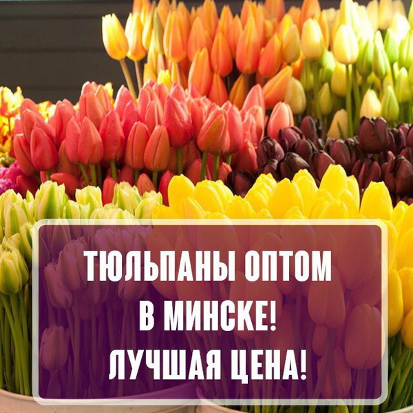 Тюльпаны оптом к 8 Марта. - Изображение #1, Объявление #1648701