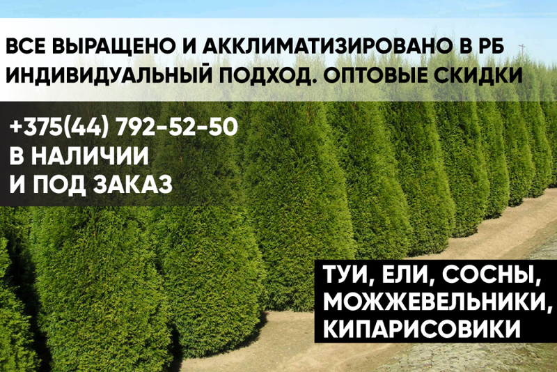 Туи, можжевельники, кипарисы, ели, сосны, пихты. - Изображение #1, Объявление #1652150