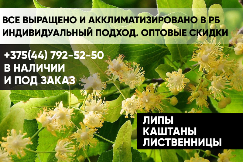 Липы, каштаны, лиственницы - Изображение #1, Объявление #1652223