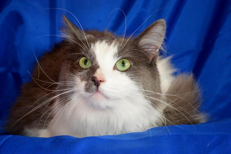 Спасенный кот в дар - Изображение #1, Объявление #1656066