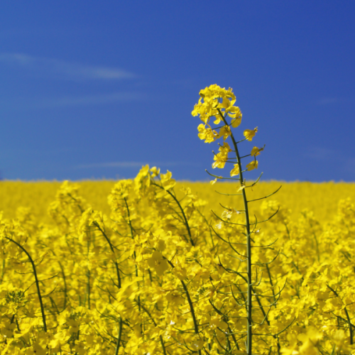 ЗАКУПАЕМ СУРЕПИЦУ ОТ 25 ТОНН - Изображение #1, Объявление #1661123