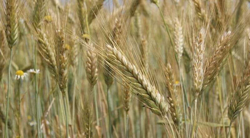 ЗАКУПАЕМ РОЖЬ ОТ 25 ТОНН - Изображение #1, Объявление #1661122