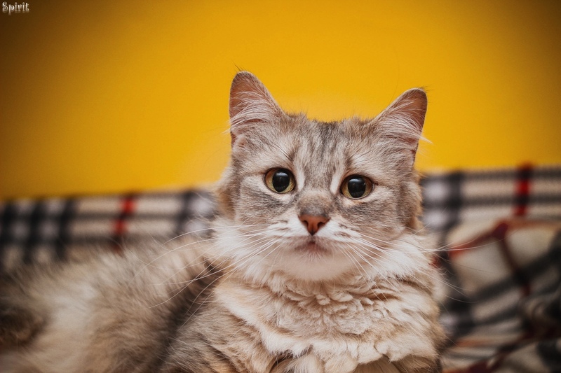 Кошечка Эбби в дар - Изображение #1, Объявление #1660083