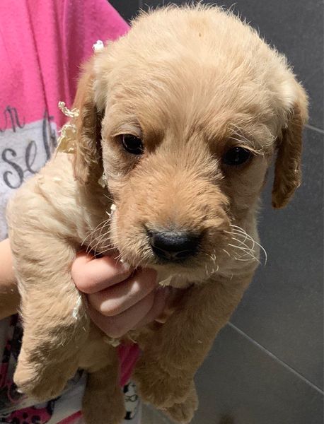 Чароўныя шчанюкі Labradoodle для бясплатнага ўсынаўлення - Изображение #1, Объявление #1665304