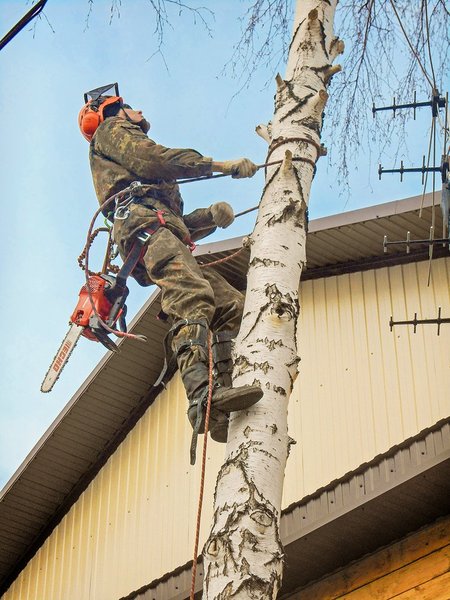 Спил деревьев - Изображение #1, Объявление #1668850
