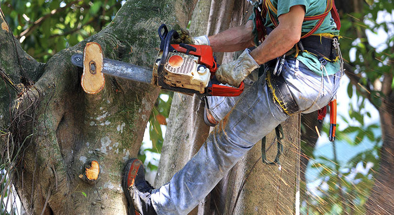 Вырубка деревьев - Изображение #1, Объявление #1668851
