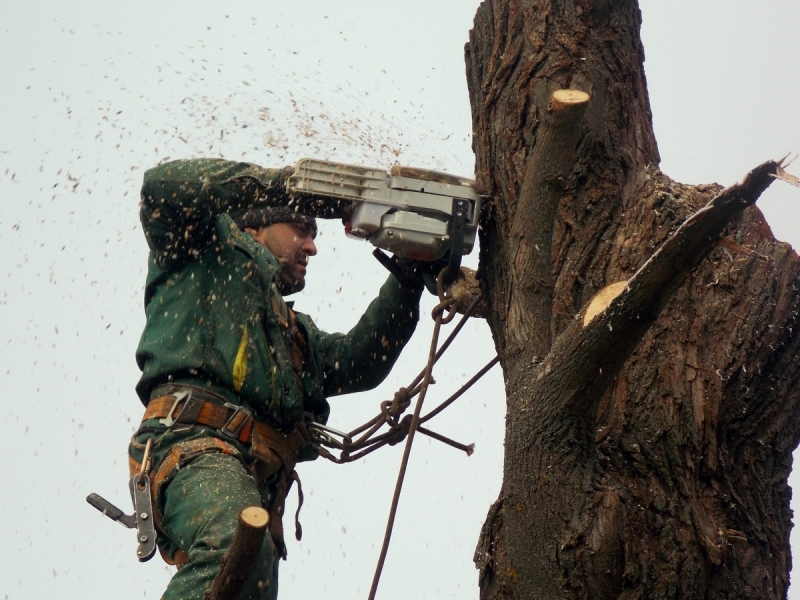 Спил деревьев, вырубка лесов - Изображение #1, Объявление #1668852