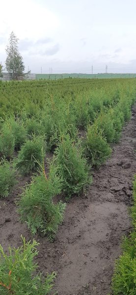 Туя фастигиата коловидная 50 см 5 руб - Изображение #1, Объявление #1667868