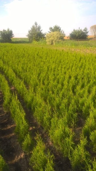 Туя Smaragd оптом Минск Доставка - Изображение #1, Объявление #1666502