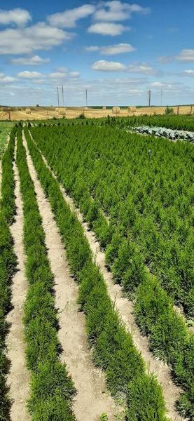 Купить тую в питомнике доставка по РБ - Изображение #1, Объявление #1667799