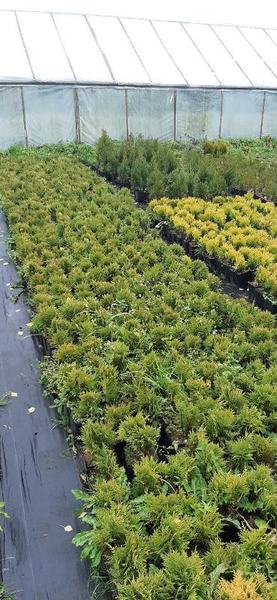 Туя шаровидная Даника 12 см - Изображение #1, Объявление #1667804