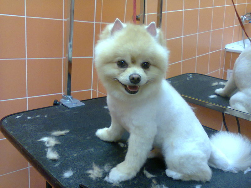 Стрижки собак и кошек - Изображение #1, Объявление #1669094