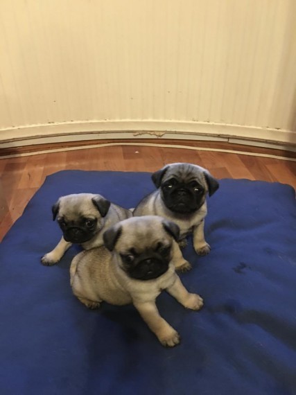 Даступныя цудоўныя шчанюкі Мопс - Изображение #1, Объявление #1702799