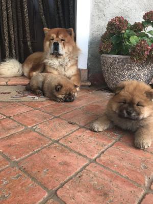 Шчанюкі чау-чау - Изображение #1, Объявление #1702802