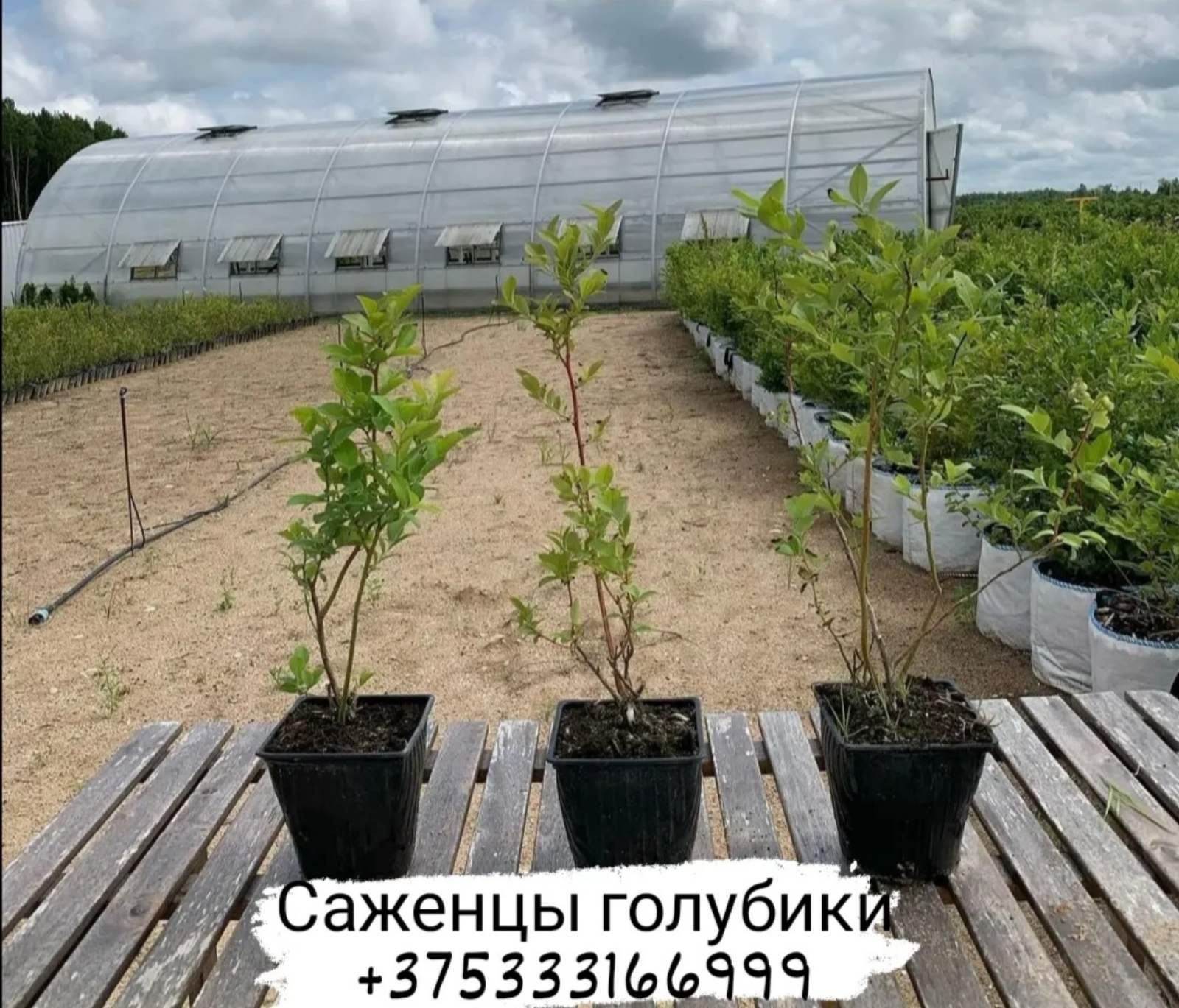 Саженцы голубики сорт "Блюкроп"-40-60см 3-х летка.  - Изображение #1, Объявление #1713125