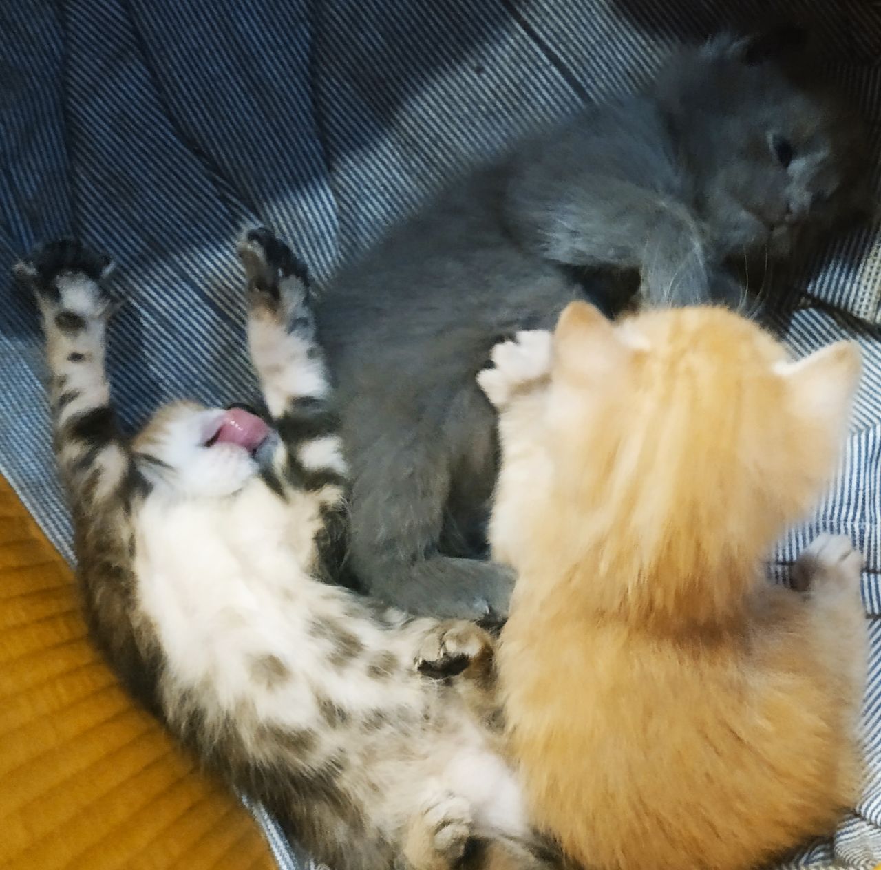 Подарю котенка - Изображение #1, Объявление #1714535