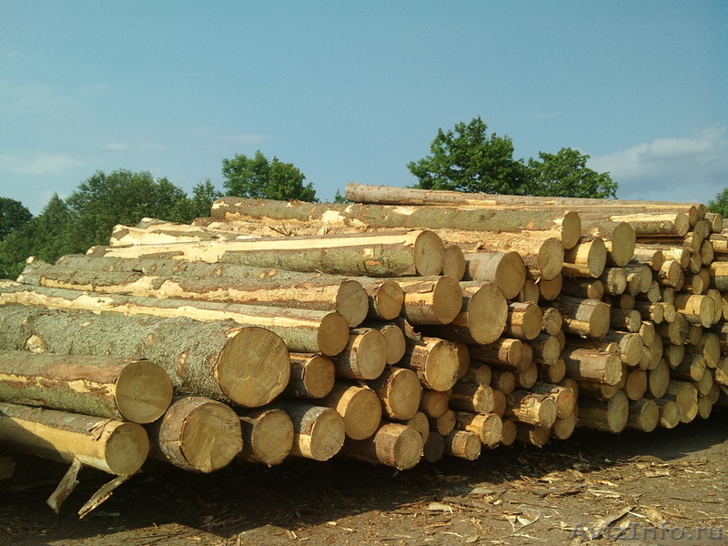 покупаю бревен хвойных пород - Изображение #1, Объявление #318776