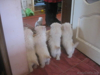 Вест хайленд уайт терьера очаровательня девочка - Изображение #2, Объявление #4593