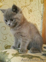 Британские короткошёрстные котята - Изображение #1, Объявление #4154
