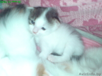 Отдаю котят в дар))))))) - Изображение #1, Объявление #6604