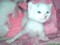 Отдаю котят в дар))))))) - Изображение #2, Объявление #6604