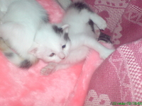 Отдаю котят в дар))))))) - Изображение #3, Объявление #6604