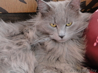 Серый кот ищет хозяина. - Изображение #2, Объявление #15479