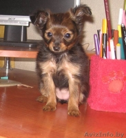 той-терьер дл/ш продам Минск - Изображение #1, Объявление #16357