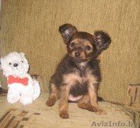 той-терьер дл/ш продам Минск - Изображение #2, Объявление #16357